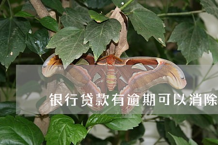 银行贷款有逾期可以消除么 银行贷款有逾期可以消除么