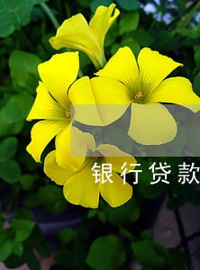 银行贷款未通知逾期 银行贷款未通知逾期