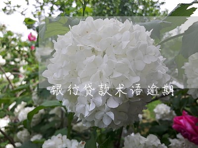 银行贷款术语逾期 银行贷款术语逾期