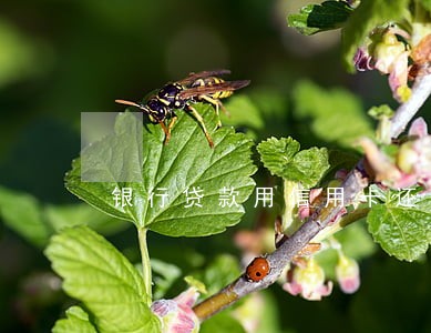 银行贷款用信用卡还款超逾期 银行贷款用信用卡还款超逾期