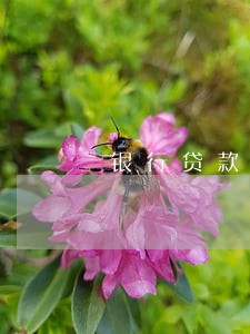 银行贷款的逾期率 银行贷款的逾期率