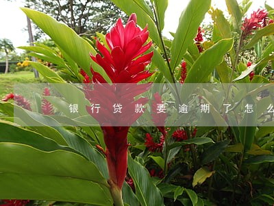 银行贷款要逾期了怎么办 银行贷款要逾期了怎么办