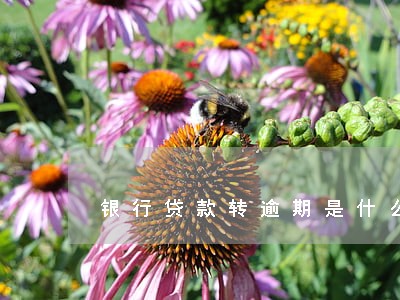银行贷款转逾期是什么意思 银行贷款转逾期是什么意思