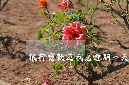 银行贷款还利息逾期一天怎么办 银行贷款还利息逾期一天怎么办