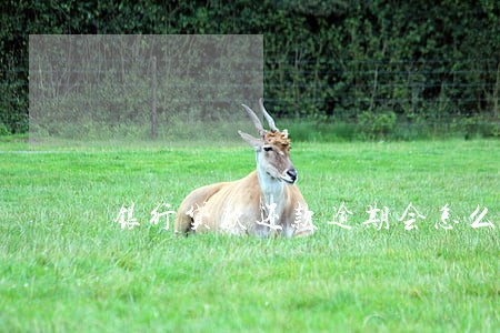 银行贷款还款逾期会怎么样 银行贷款还款逾期会怎么样