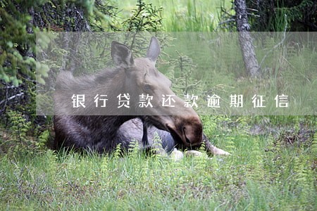 银行贷款还款逾期征信