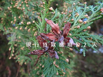 银行贷款逾期12天