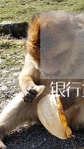银行贷款逾期2天上征信吗