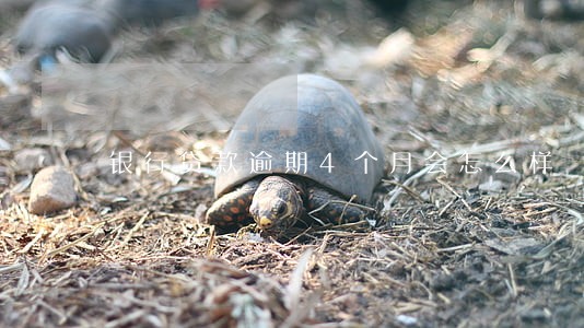 银行贷款逾期4个月会怎么样 银行贷款逾期4个月会怎么样