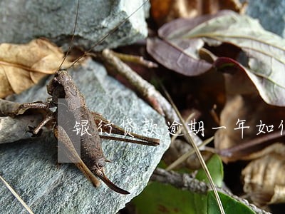 银行贷款逾期一年如何自救 银行贷款逾期一年如何自救