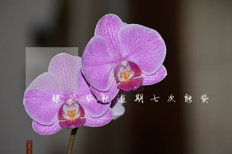银行贷款逾期七次能贷 银行贷款逾期七次能贷