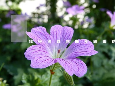 银行贷款逾期不积极偿还 银行贷款逾期不积极偿还