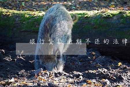 银行贷款逾期不还的法律时效
