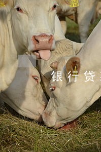 银行贷款逾期两个月会怎么样 银行贷款逾期两个月会怎么样
