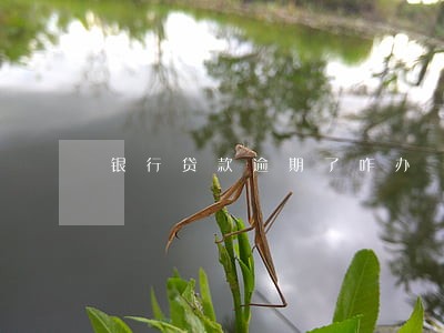 银行贷款逾期了咋办 银行贷款逾期了咋办