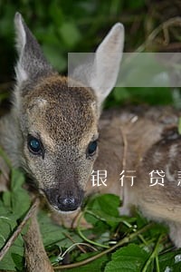 银行贷款逾期了怎么付利息 银行贷款逾期了怎么付利息