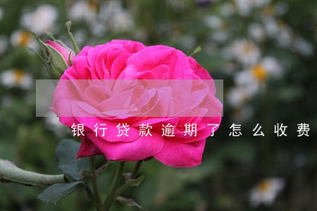 银行贷款逾期了怎么收费 银行贷款逾期了怎么收费