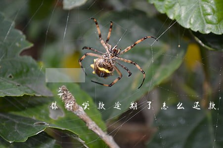 银行贷款逾期了怎么还款 银行贷款逾期了怎么还款