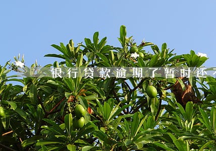 银行贷款逾期了暂时还不 银行贷款逾期了暂时还不