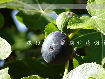 银行贷款逾期付款利息怎么算 银行贷款逾期付款利息怎么算