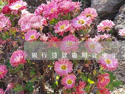 银行贷款逾期会坐牢 银行贷款逾期会坐牢