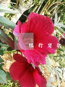 银行贷款逾期会影响 银行贷款逾期会影响