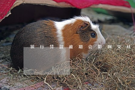 银行贷款逾期会影响交社保 银行贷款逾期会影响交社保
