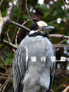 银行贷款逾期会影响子女政审吗 银行贷款逾期会影响子女政审吗