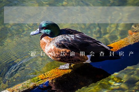银行贷款逾期会查封房产么 银行贷款逾期会查封房产么