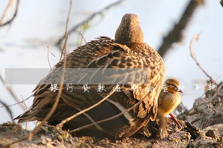 银行贷款逾期会查封车辆 银行贷款逾期会查封车辆