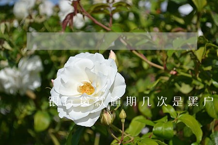 银行贷款逾期几次是黑户 银行贷款逾期几次是黑户
