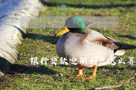 银行贷款逾期利息怎么算复利 银行贷款逾期利息怎么算复利