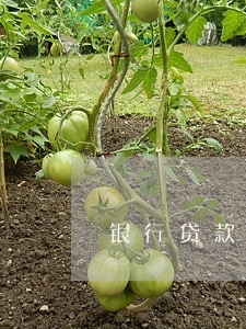 银行贷款逾期原因分析报告 银行贷款逾期原因分析报告