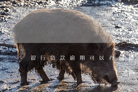 银行贷款逾期可以办该银行的 银行贷款逾期可以办该银行的
