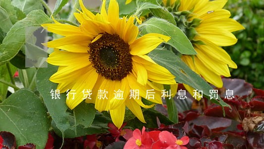 银行贷款逾期后利息和罚息 银行贷款逾期后利息和罚息