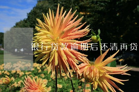 银行贷款逾期后还清再贷行吗
