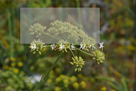 银行贷款逾期咋算 银行贷款逾期咋算