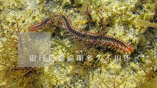 银行贷款逾期多久不用还 银行贷款逾期多久不用还