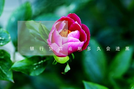银行贷款逾期多久会进黑名单 银行贷款逾期多久会进黑名单
