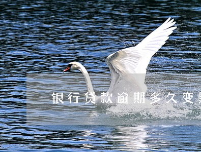 银行贷款逾期多久变黑户 银行贷款逾期多久变黑户