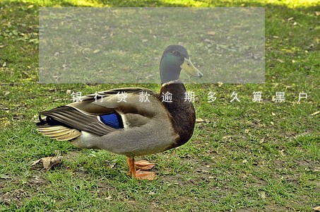 银行贷款逾期多久算黑户 银行贷款逾期多久算黑户