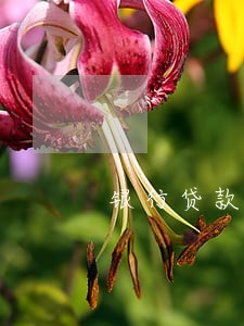 银行贷款逾期多久进入黑名单 银行贷款逾期多久进入黑名单