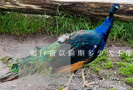 银行贷款逾期多少次不能贷款 银行贷款逾期多少次不能贷款