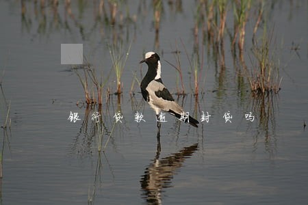 银行贷款逾期封贷吗 银行贷款逾期封贷吗