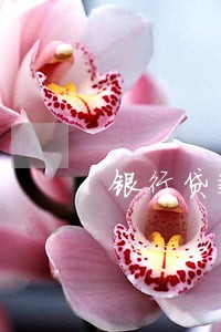 银行贷款逾期已经转交给律师 银行贷款逾期已经转交给律师