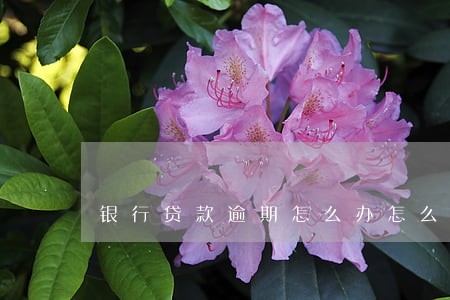 银行贷款逾期怎么办怎么补 银行贷款逾期怎么办怎么补