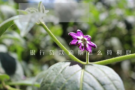 银行贷款逾期怎么算利息和违约金 银行贷款逾期怎么算利息和违约金