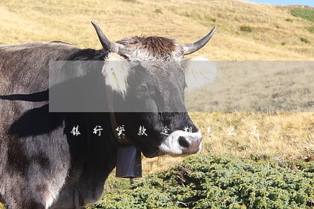 银行贷款逾期怎么还 银行贷款逾期怎么还