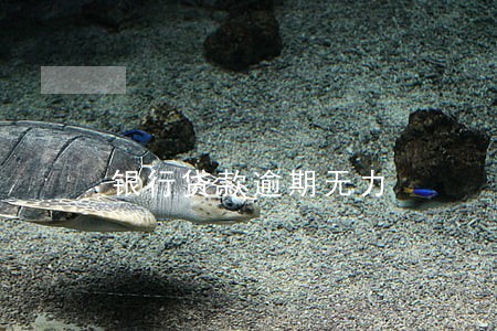 银行贷款逾期无力 银行贷款逾期无力