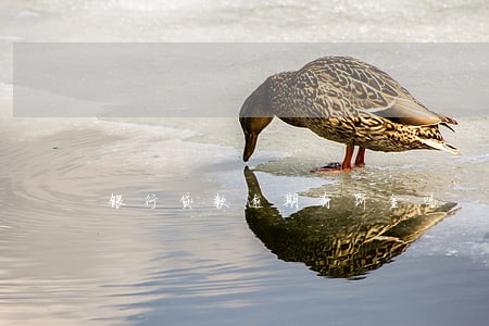 银行贷款逾期有罚金吗 银行贷款逾期有罚金吗